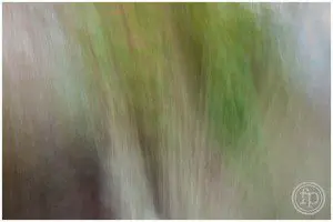 slow shutter branches