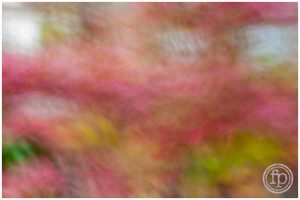 slow shutter plant