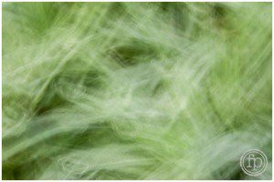 slow shutter grass