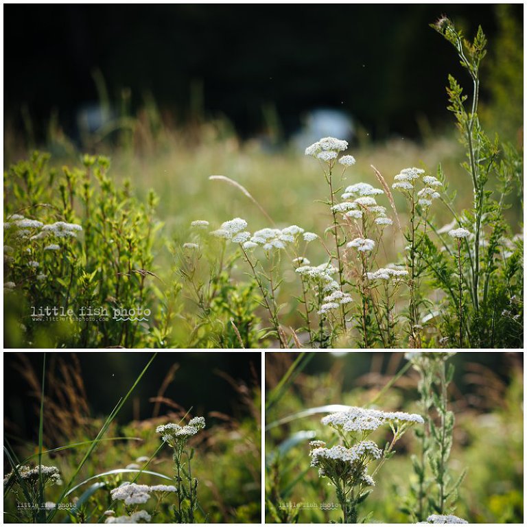 Backlit flowers at Fay - Bainbridge Island Photographer