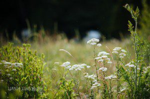 Backlit flowers at Fay - Bainbridge Island Photographer