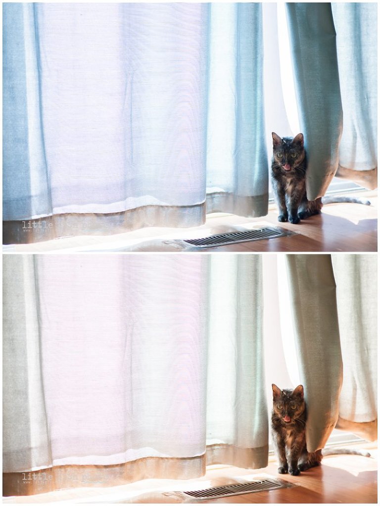 white balance comparison - cat in curtains