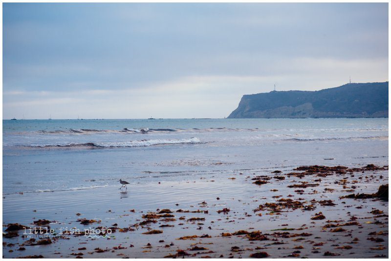 sand piper on coronado beach