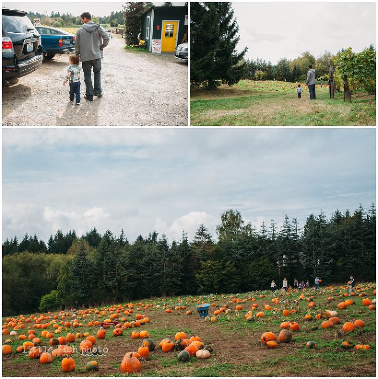 Playing at the Pumpkin Patch - Bainbridge Island Photographer