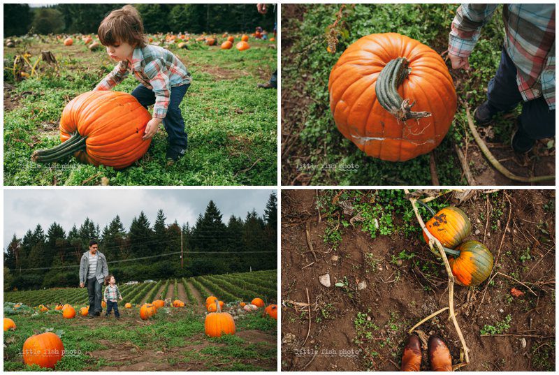 Playing at the Pumpkin Patch - Bainbridge Island Photographer