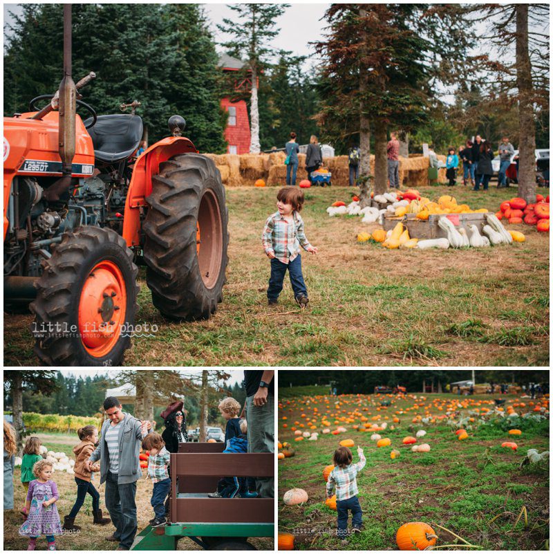 Playing at the Pumpkin Patch - Bainbridge Island Photographer