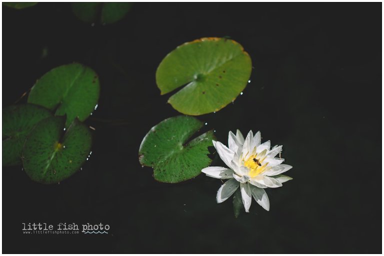 water lily with bee at Balboa Park - Kitsap Photogtapher