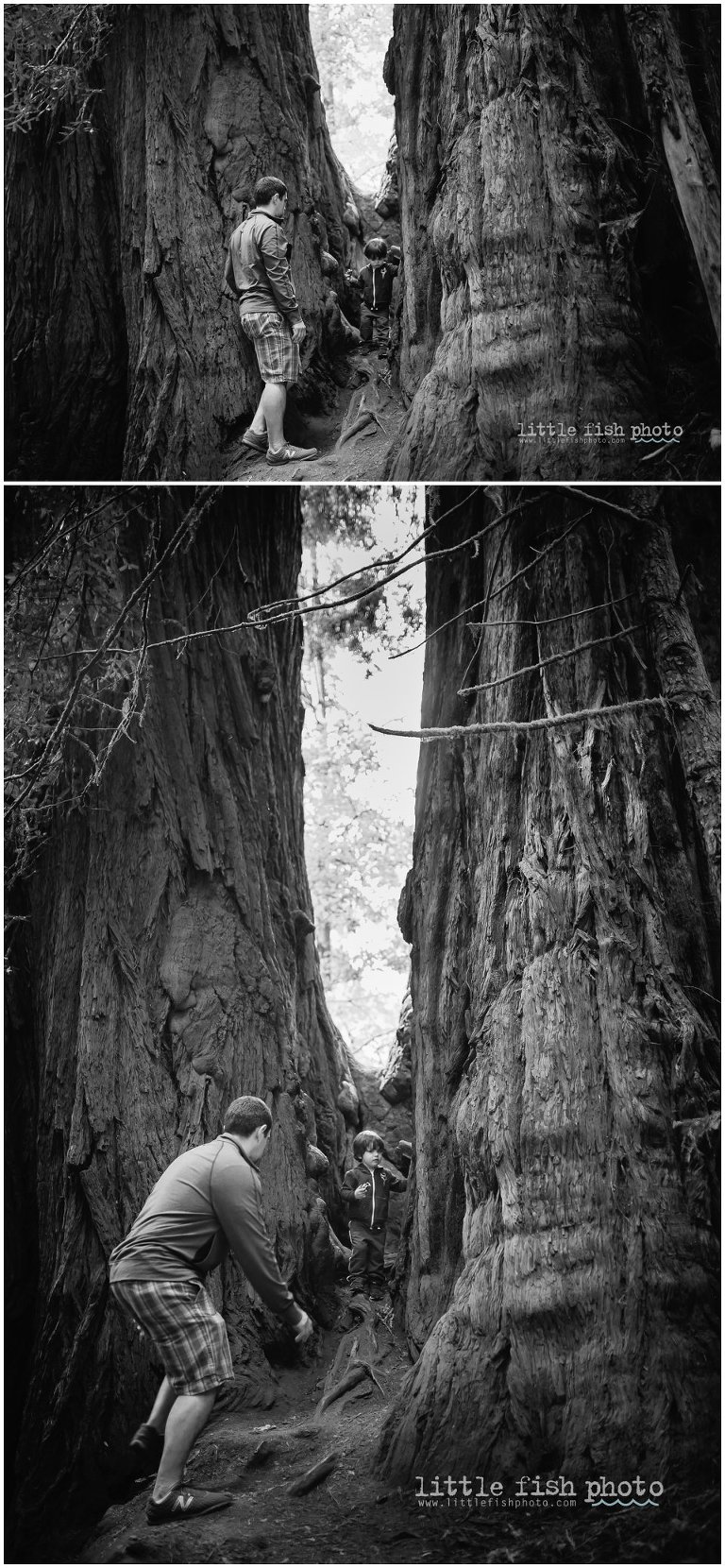 little boy in Redwoods - Kitsap Photographer