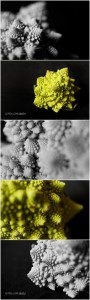 Beautiful food, Romanesco Broccoli - Kitsap Natural Light Photographer