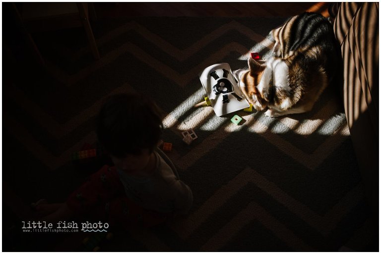 dog sleeps - Kitsap Documentary Family Photographer