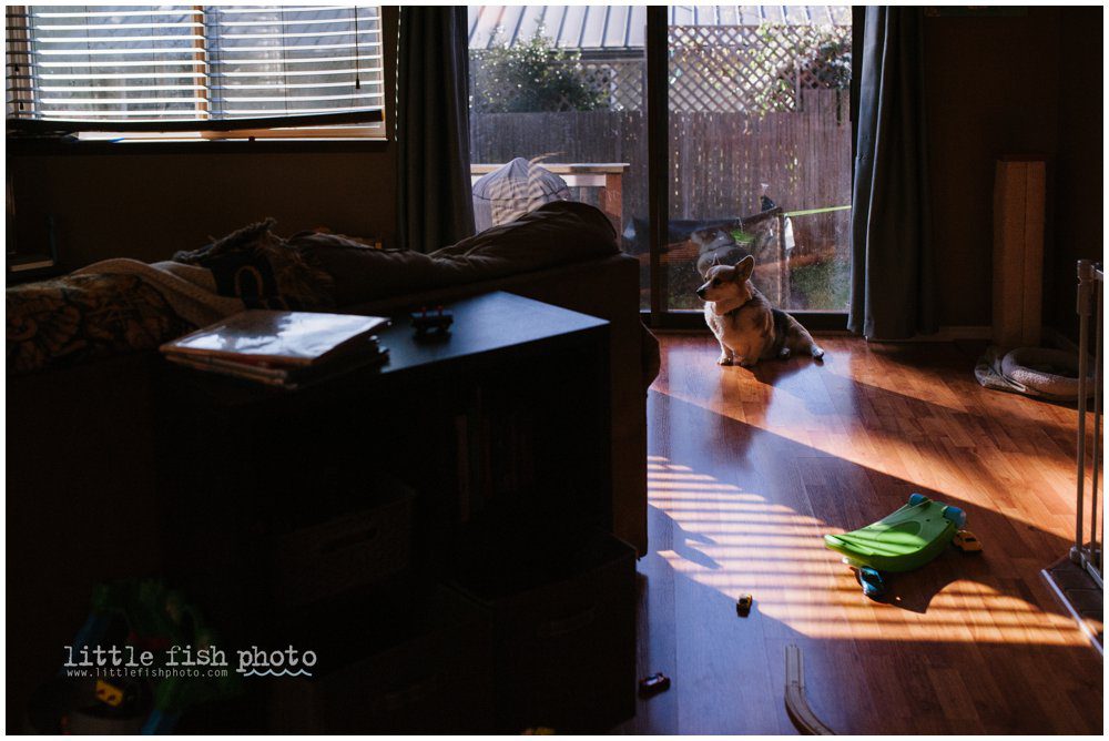 sunlight - Kitsap Documentary Family Photographer