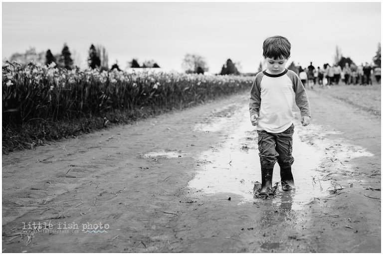 little boy splashes in puddle at Skagit County Tulip Festival in Mount Vernon, Washington