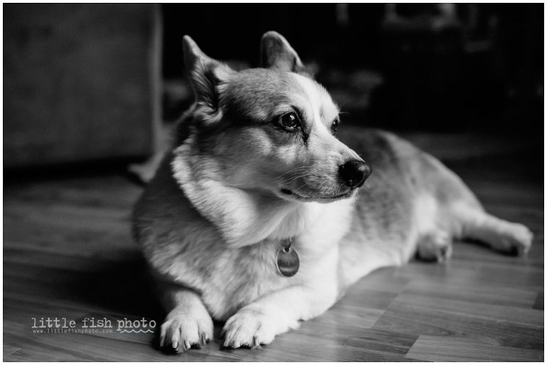 corgi in black and white - Kitsap Family documentary photographer