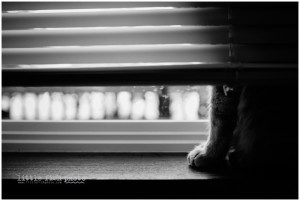 black and white cat feet in window - Kitsap Family documentary photographer