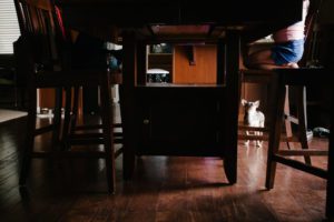 dog waits at table for scraps