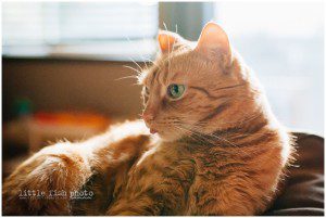 cat with tongue sticking out - Kitsap Lifestyle Photographer