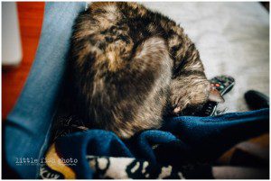 sleeping cat - Kitsap Lifestyle Photographer