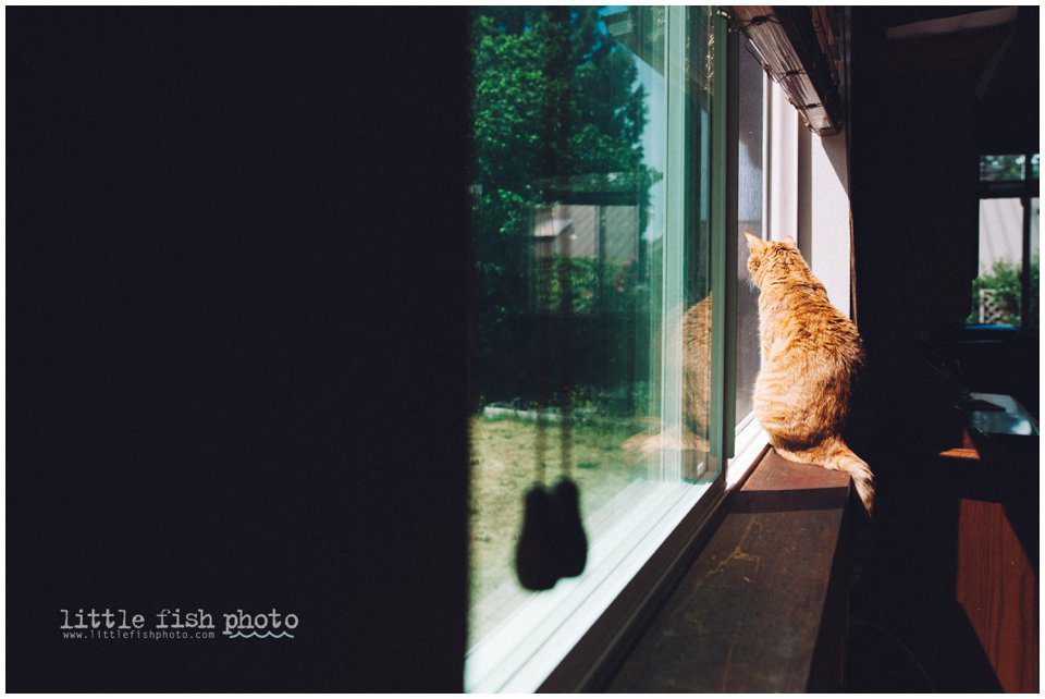 cat looks out window