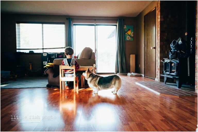 dog begs while little boy eats