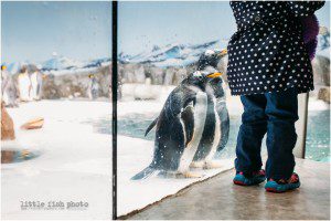 curious penguins at little girl's feet at zoo exhibit