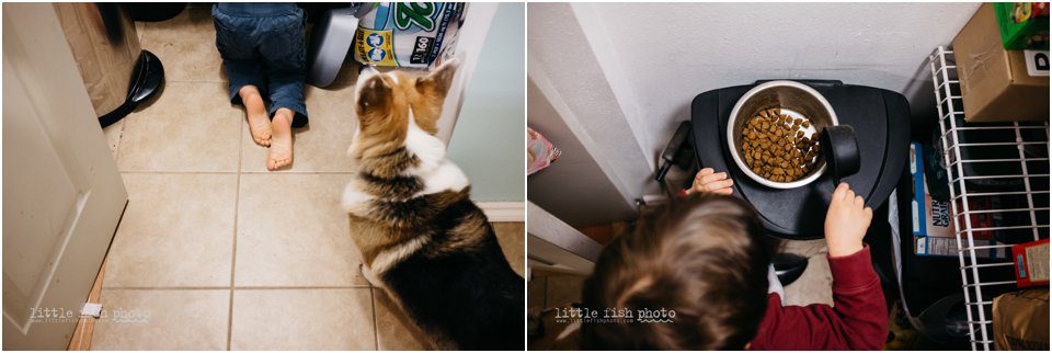 three year old boy helps feed dog