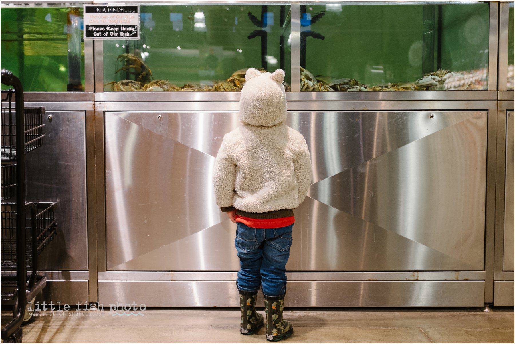 boy looking at crab tank