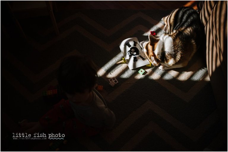 dog sleeps in sunny spot on carpet - lessons from a year of day in the life shooting