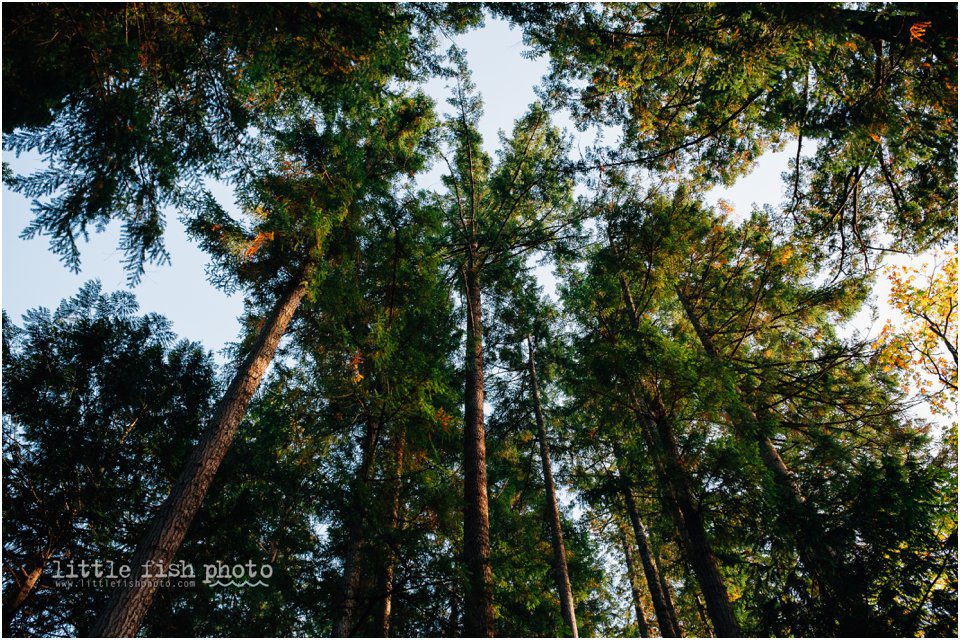 tall trees in the afternoon in washington