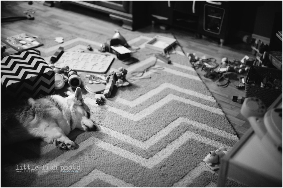 dog asleep with toys - Sham of the perfect
