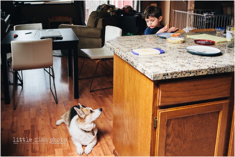 dog waits for boy to drop food - Sham of the perfect