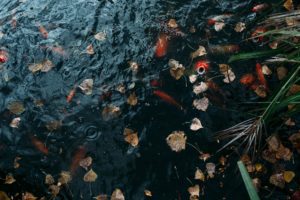 koi in zoo pond