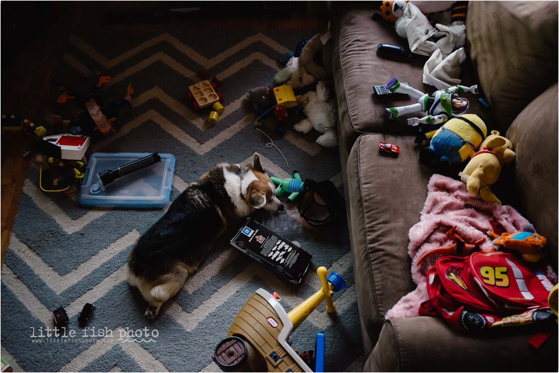 Corgi asleep amongst toys