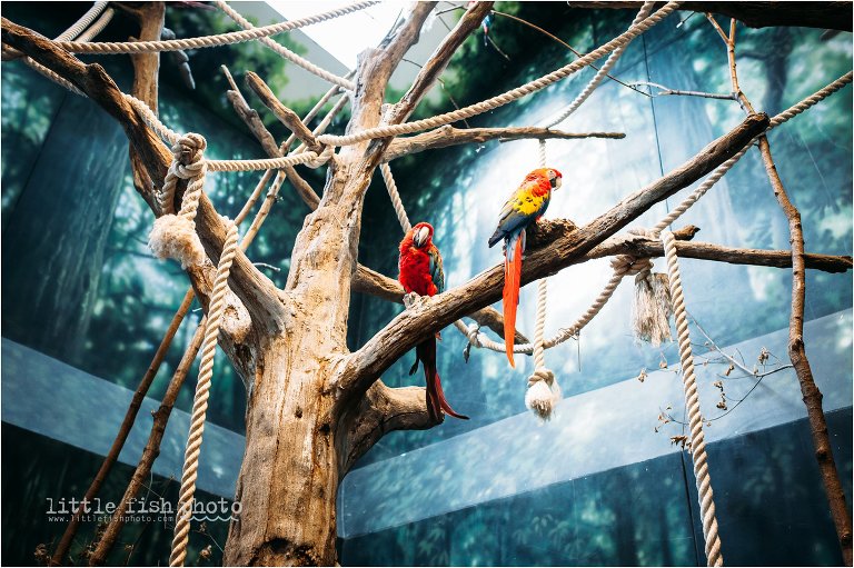 parrots at zoo - Documentary Family Photographer