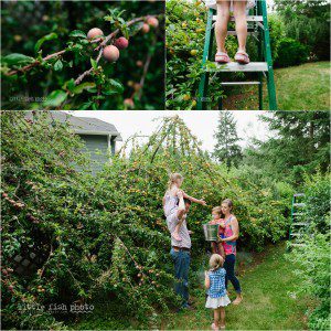 family picking plums - Documentary Family Photography