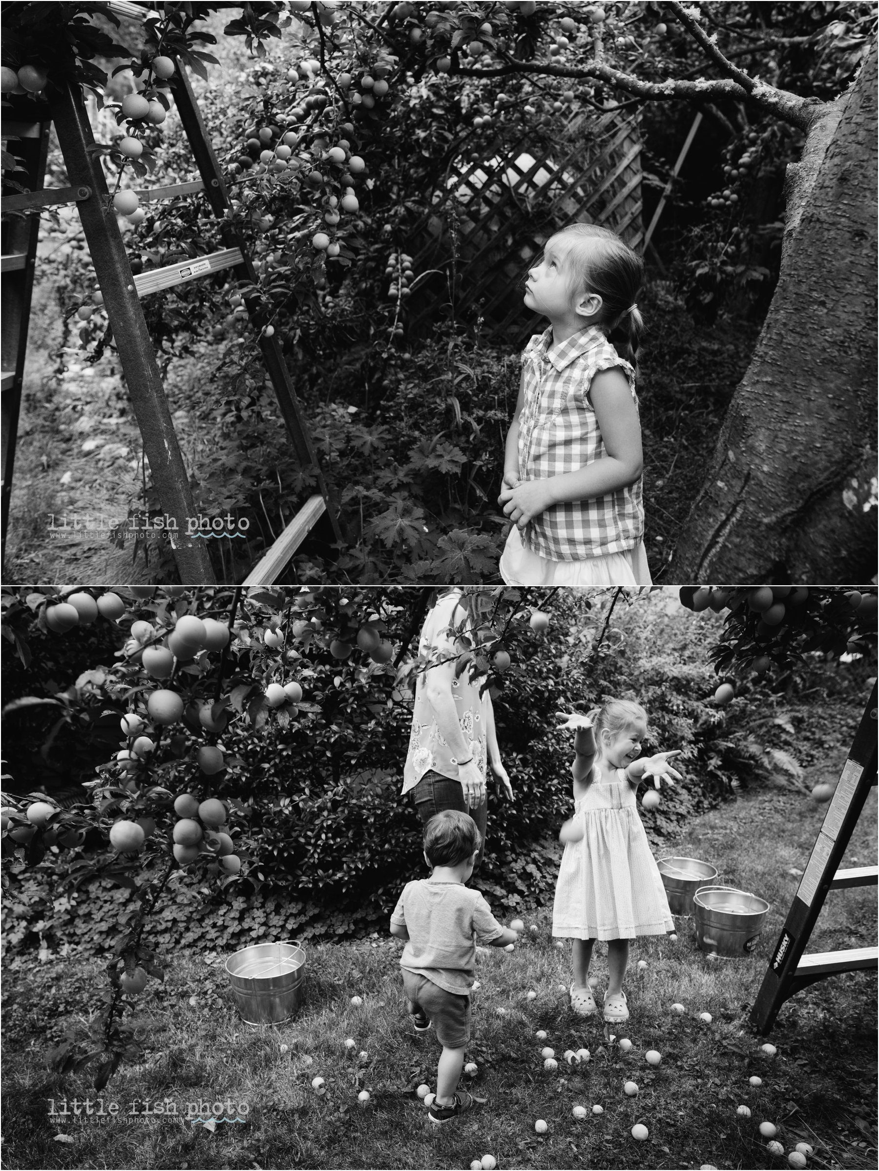family picking plums - Documentary Family Photography