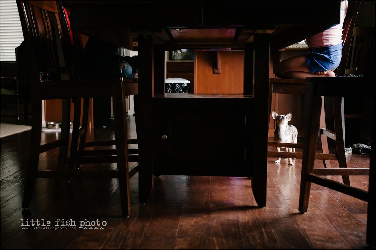 dog waits for food to fall - kitsap documentary family photographer