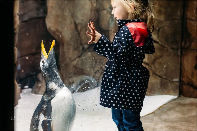 girl plays with penguin through glass - kitsap documentary family photographer