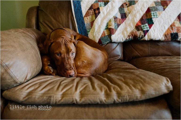 dog curled up on couch - Bainbridge Island documentary baby photographer