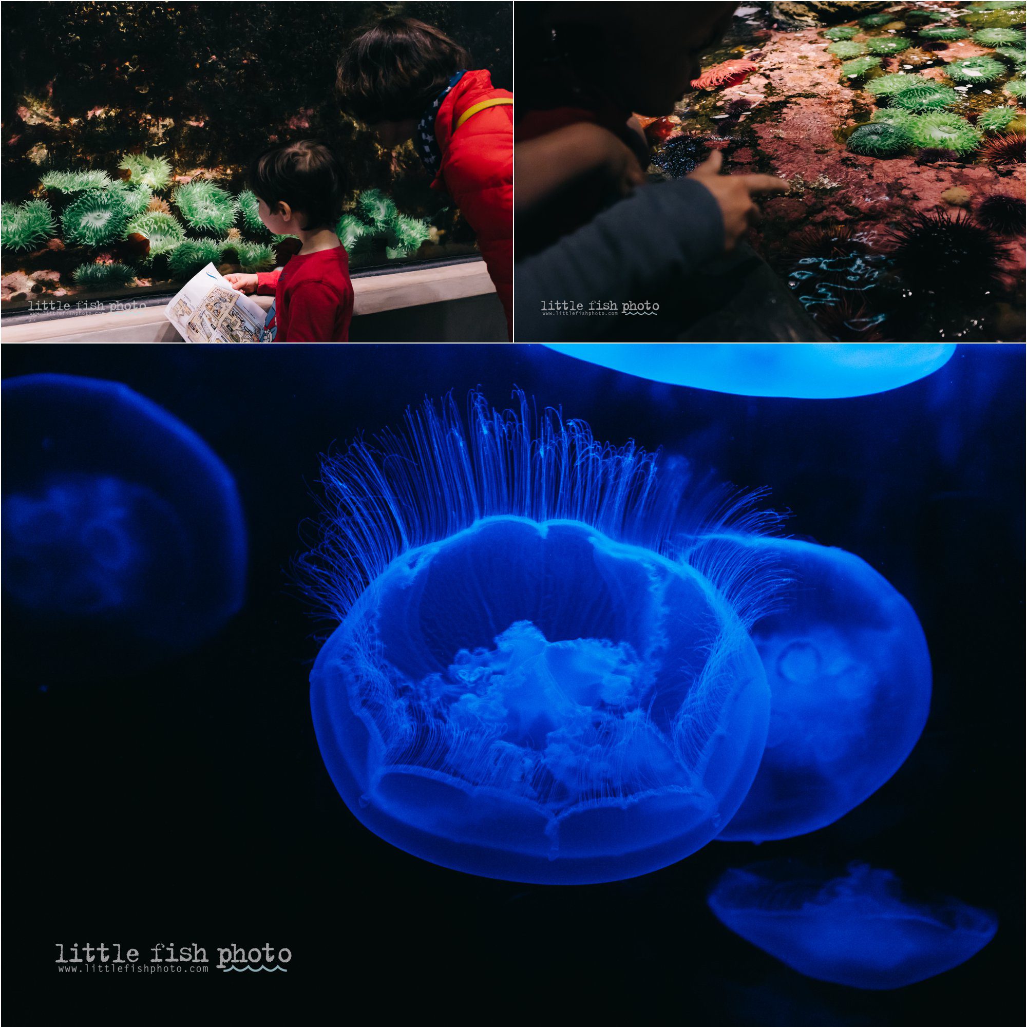 at the touch tank - Kitsap Documentary Family Photographer