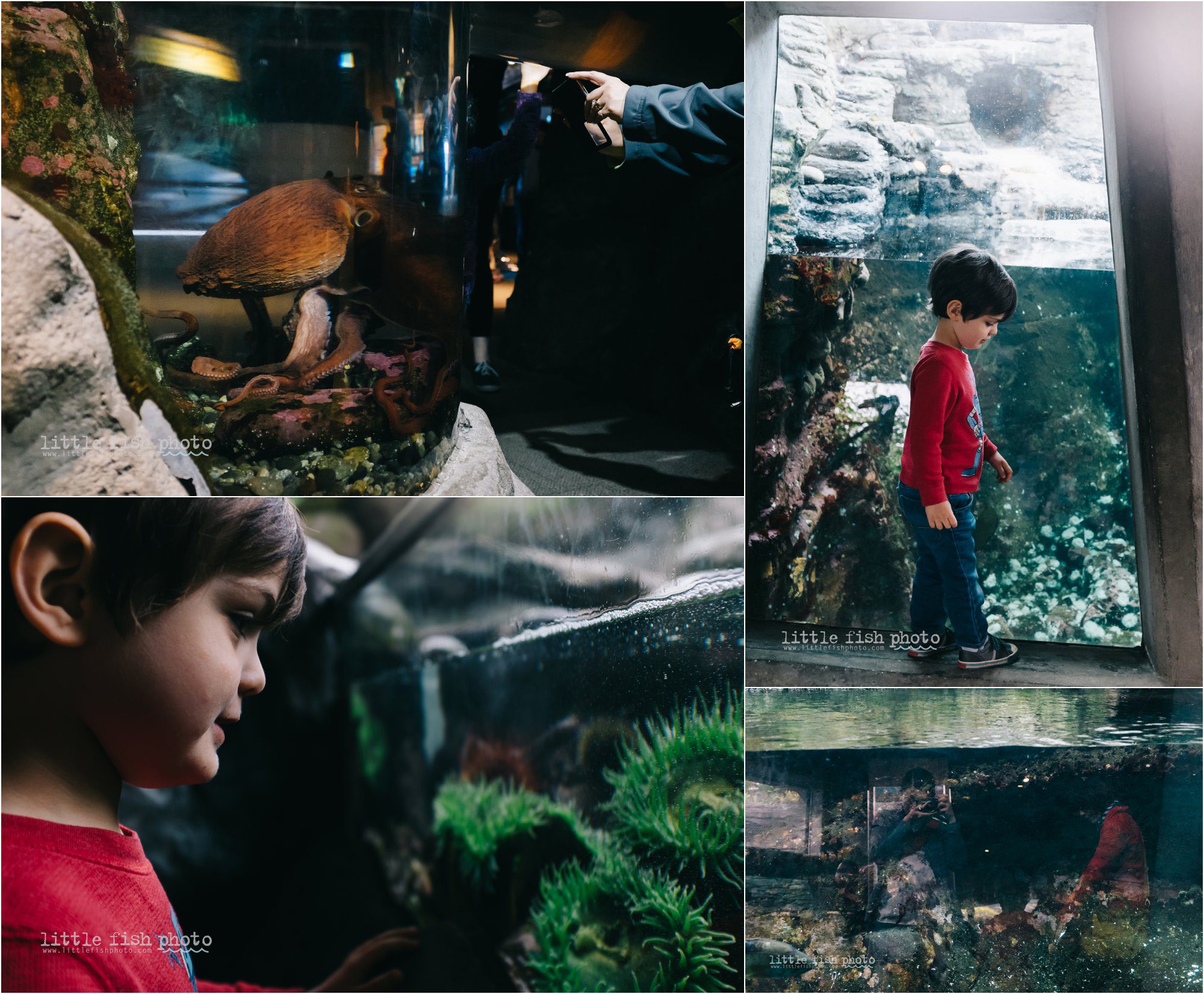 looking at the fish - Kitsap Documentary Family Photographer