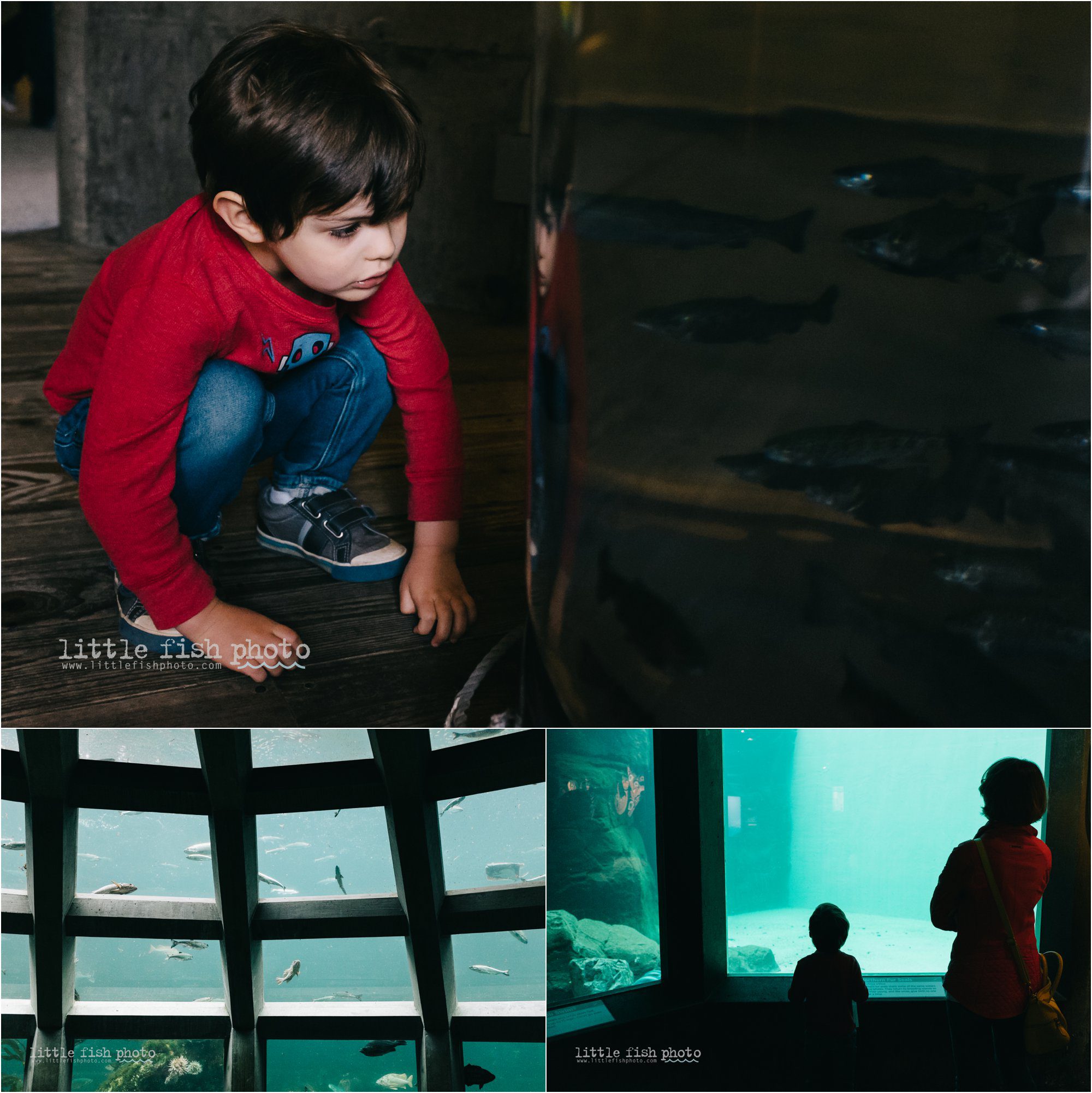 looking at fish at the aquarium - Kitsap Documentary Family Photographer