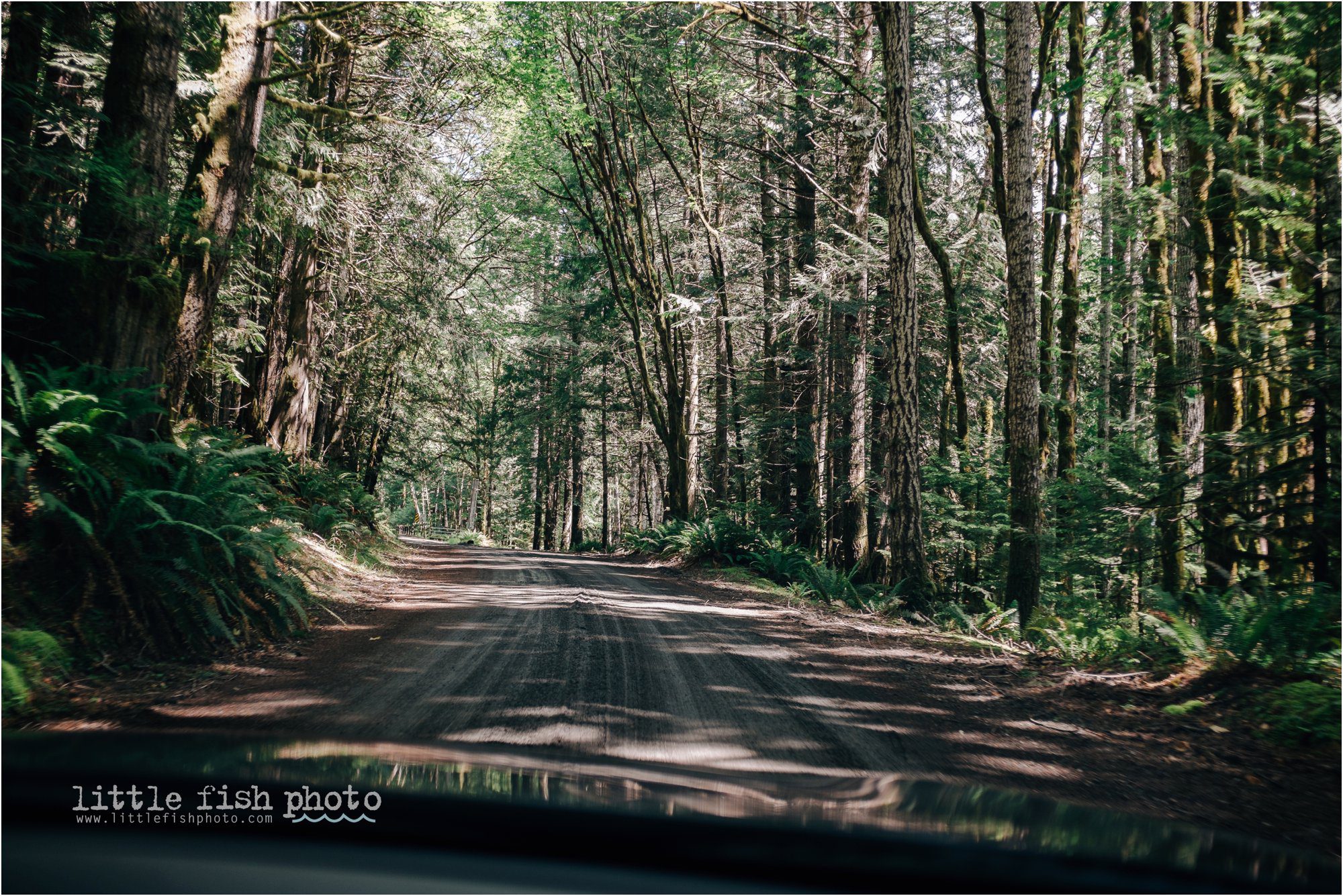 driving into the woods - Documentary Family Photographer