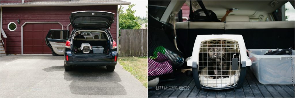 bringing home the cat from the vet - day-in-the-life-poulsbo-documentary-family-photographer