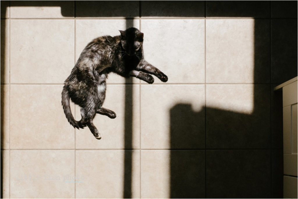 cat sunning self - day-in-the-life-poulsbo-documentary-family-photographer