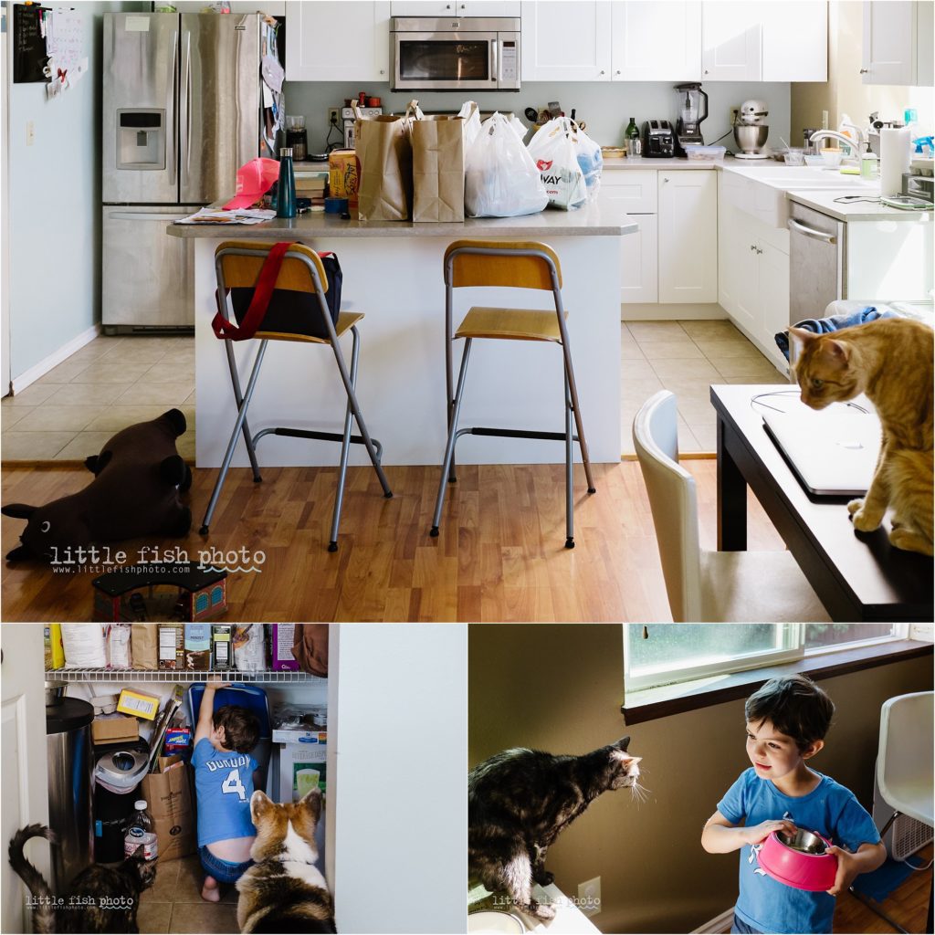 putting groceries away and feeding the cats