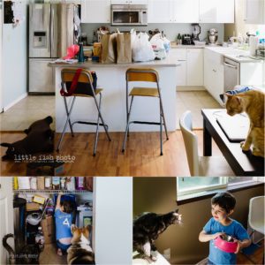 putting groceries away and feeding the cats