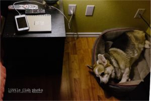 nightstand and tired dog