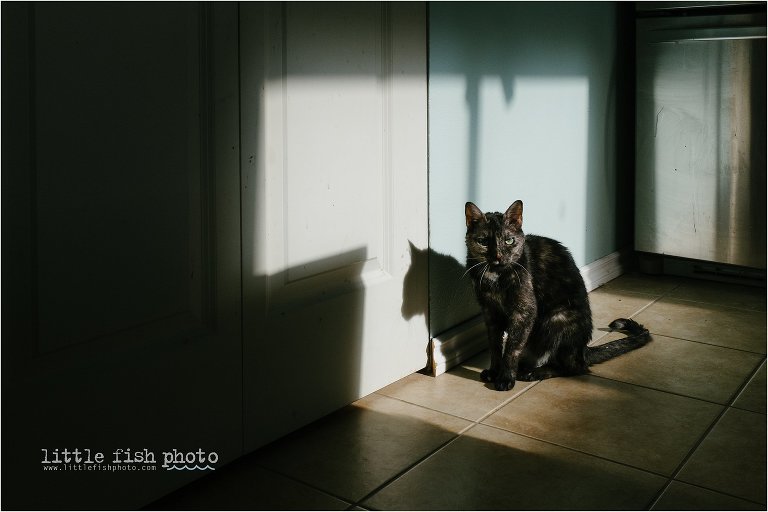 cat in sunspot - Documentary Family photography