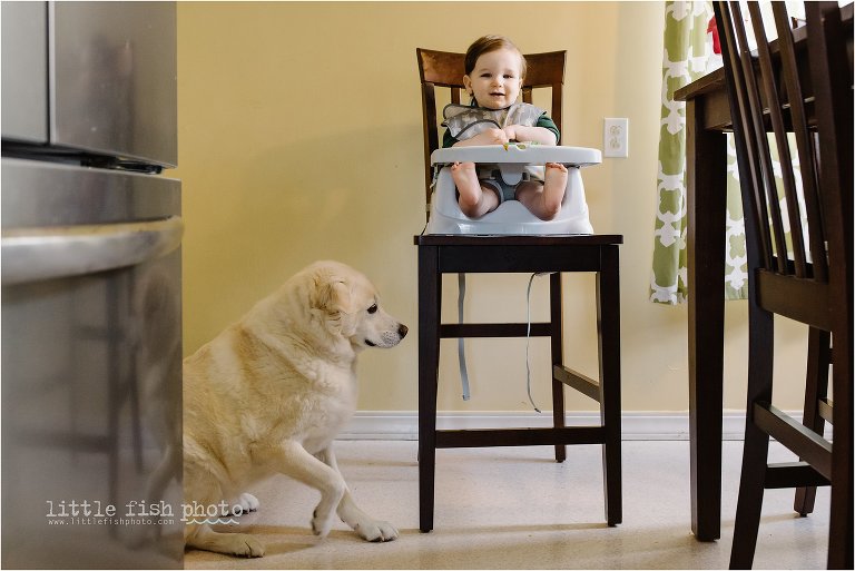 boy at high chair with dog - Bremerton Lifestyle Family Photographe