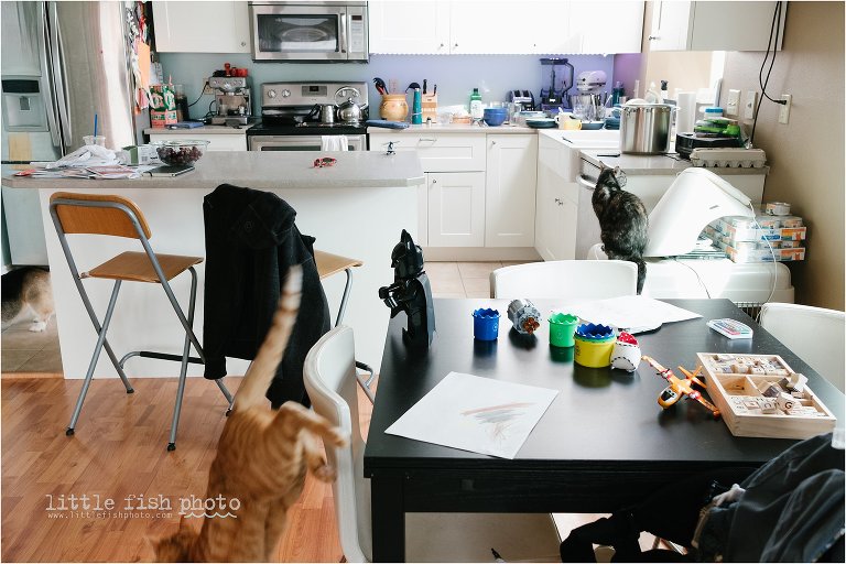 cats in kitchen - Documentary Family Photography